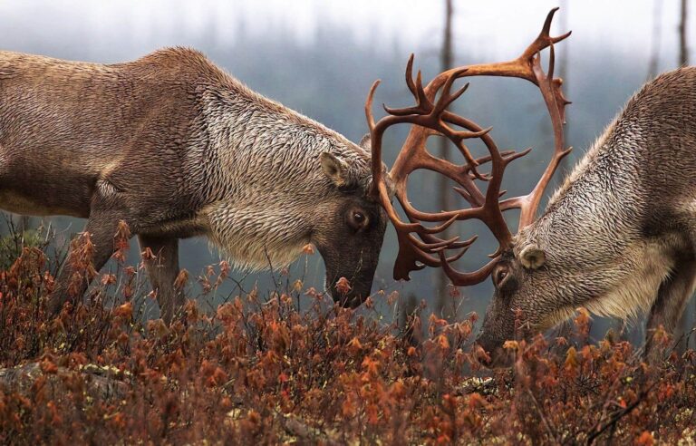 Protection of the caribou: victory of the Innu against the government of Quebec