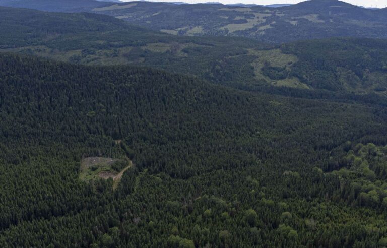 Quebec wants a forest more resilient to climate change