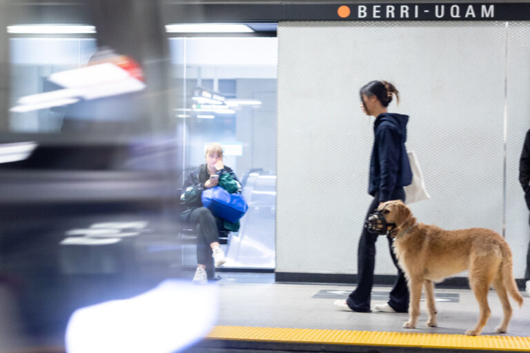 REM and metro |  Bikes and dogs allowed at all times this summer