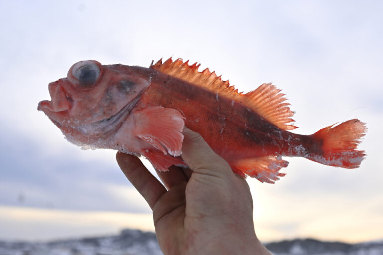 Redfish fishing increases