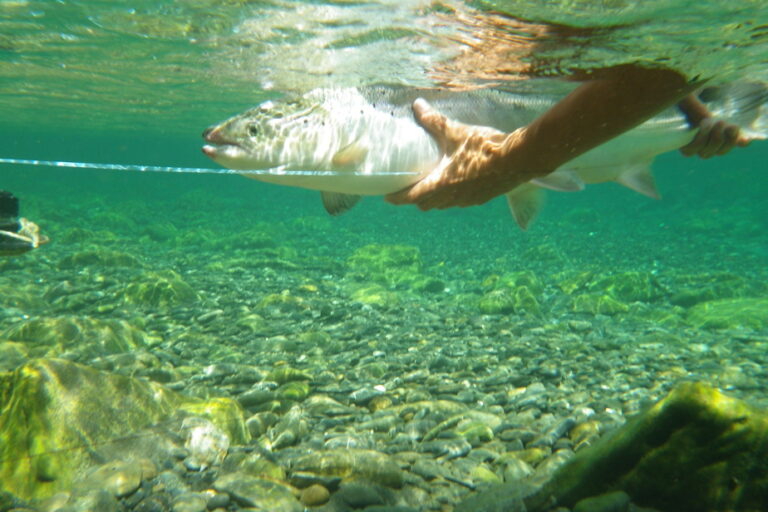 Salmon fishing in Gaspésie |  Nets to put pressure on Quebec