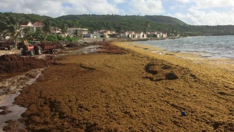 Sargassum seaweed is back in Martinique