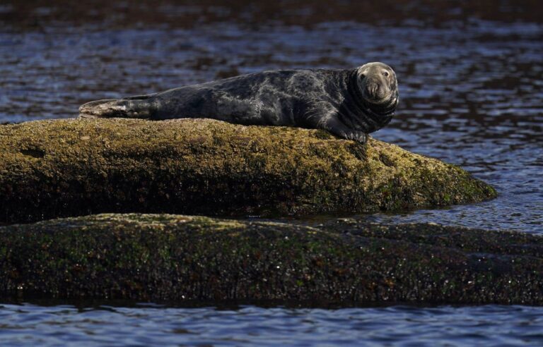 Senate committee calls on federal government to better support seal hunting industry