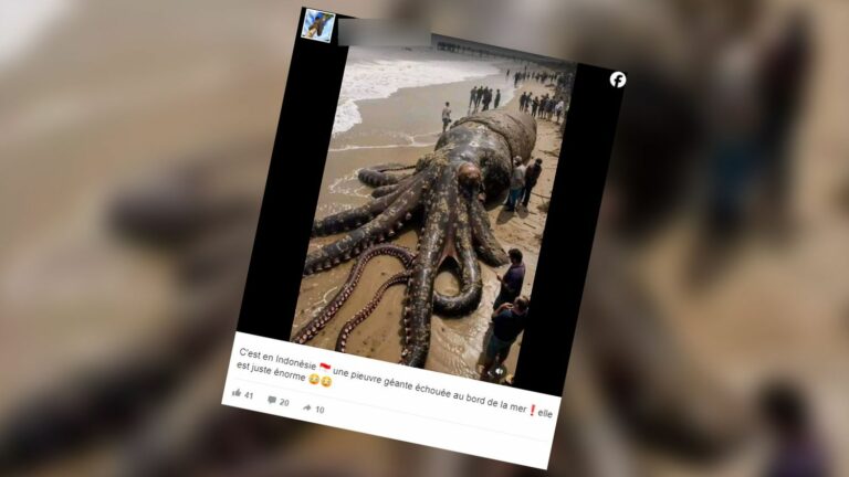 TRUE OR FALSE.  Did a giant octopus wash up on an Indonesian beach?