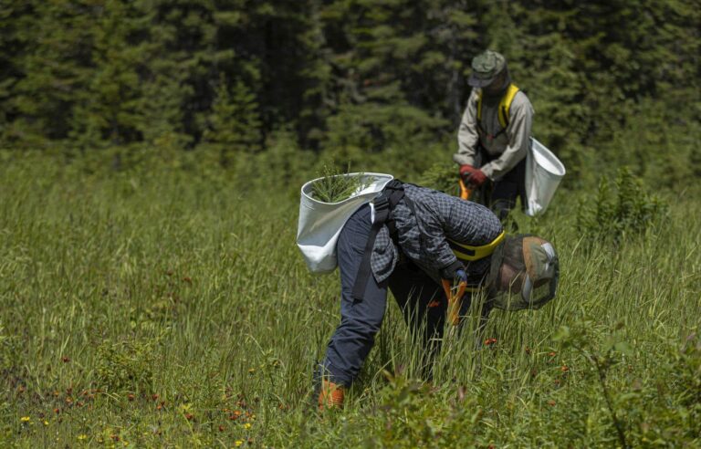 The Legault government wants to modernize the forestry regime