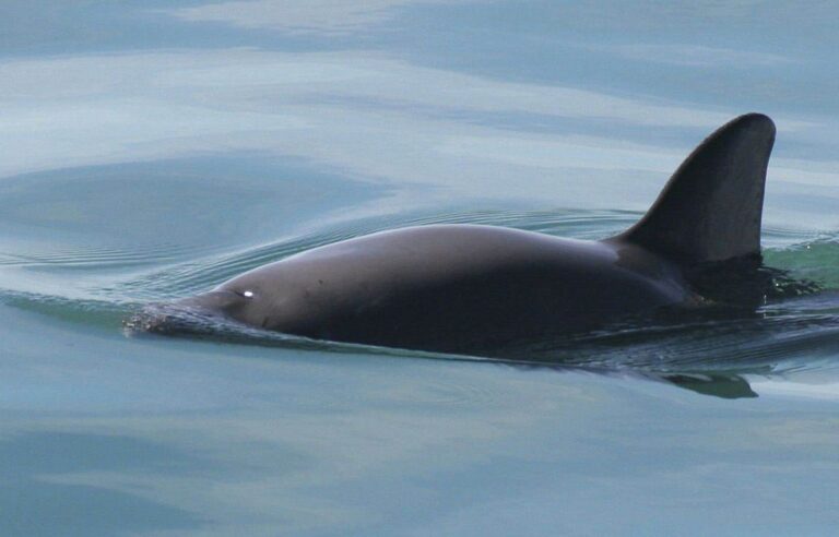 The Vaquita, the next cetacean condemned to extinction