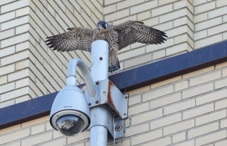 The falcons of the University of Montreal take flight