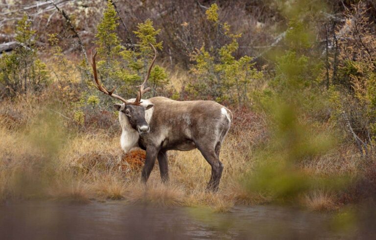 The forestry industry, the scapegoat for the decline in woodland caribou populations