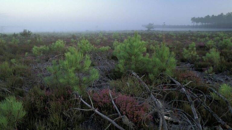 The future of forests depends on their edges