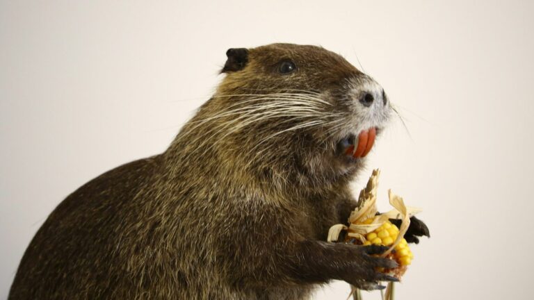 The profession of taxidermist explained to children