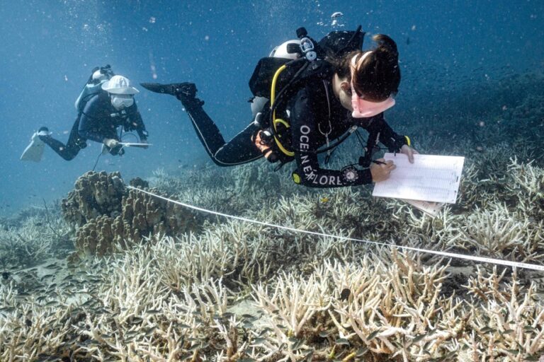 The rise of scuba diving to save corals