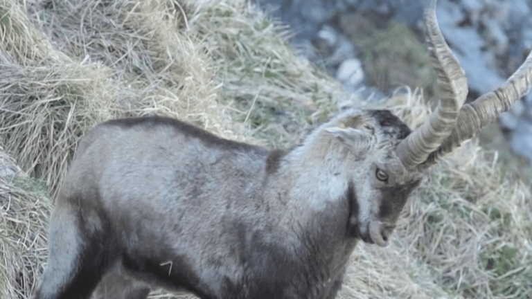 The successful return of ibexes to the Ariège Pyrenees