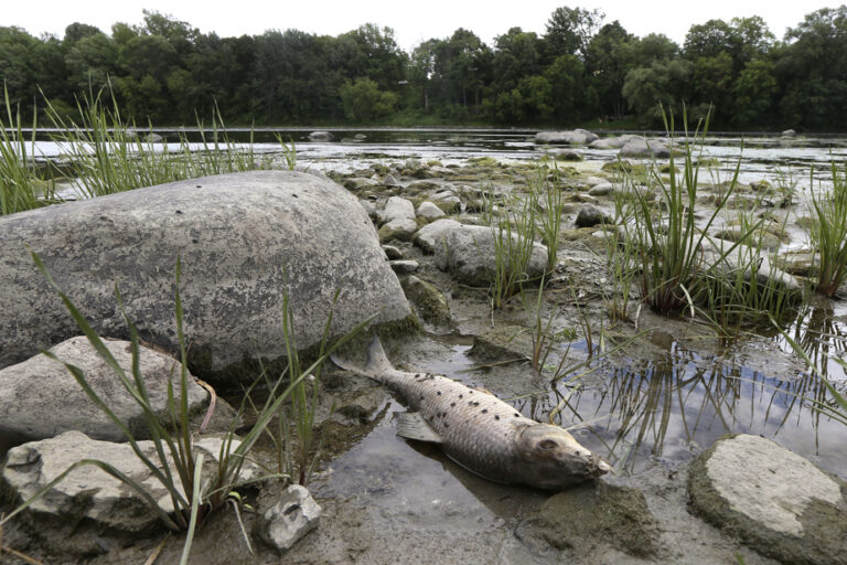 Thousands of dead fish |  Saint-Hyacinthe ordered to pay more than $100,000 for harming the environment