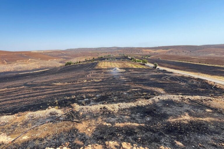 Türkiye |  12 people and hundreds of animals lose their lives in a vegetation fire