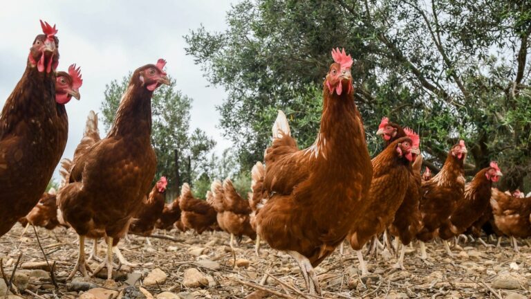 ‘Uncontrollable’ wild chickens cause trouble in small English village