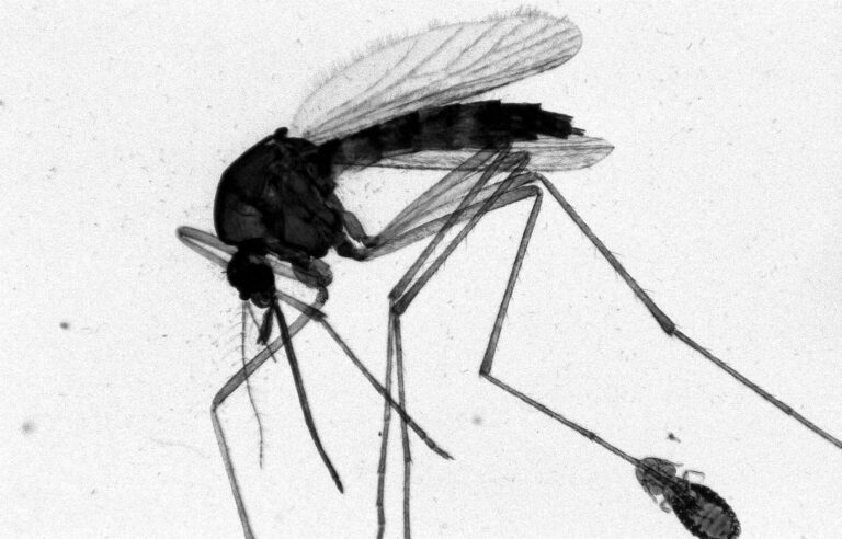 Why do mosquitoes love us so much?