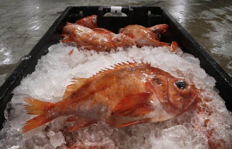 Will the St. Lawrence redfish find its way back to our plates after 30 years of absence?