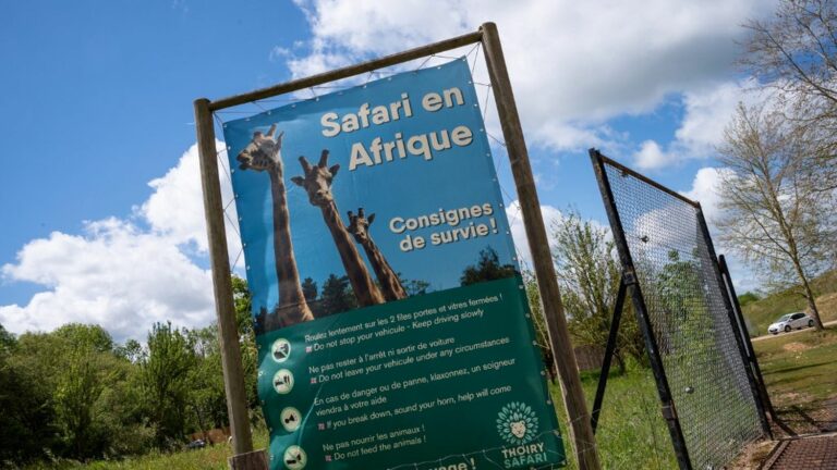 Woman seriously injured at Thoiry zoo after being attacked by three wolves in a restricted area