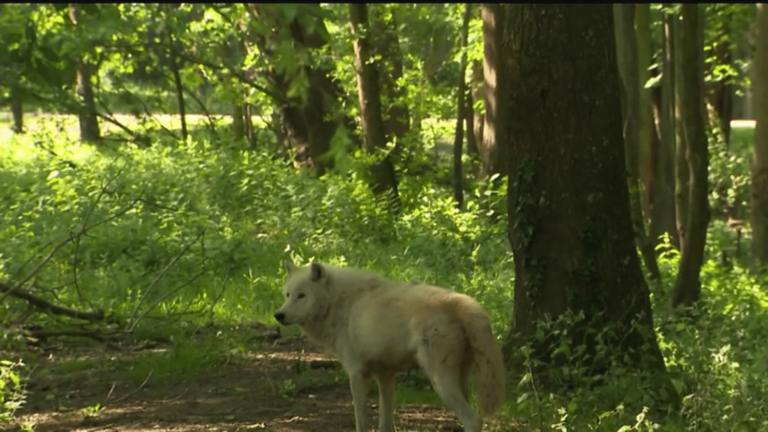 a 37-year-old woman attacked by three wolves