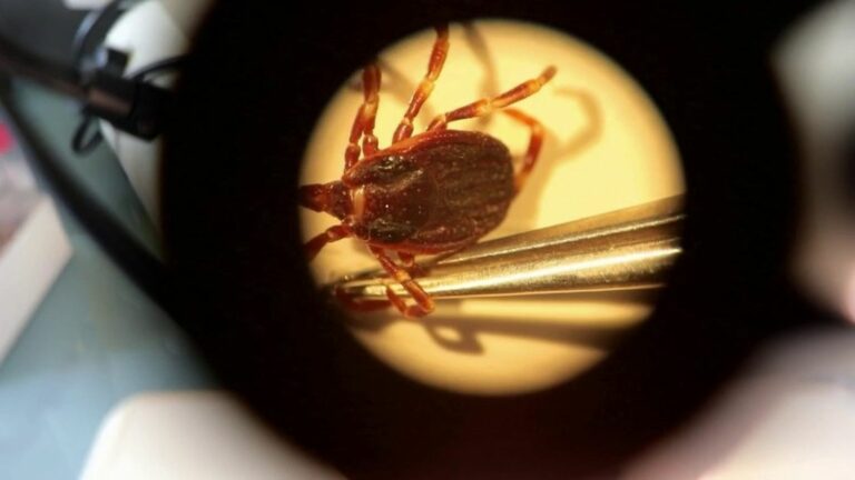 a giant tick worries doctors