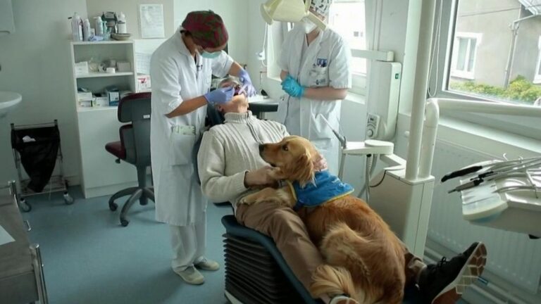 a pet dog to reassure patients at the dentist