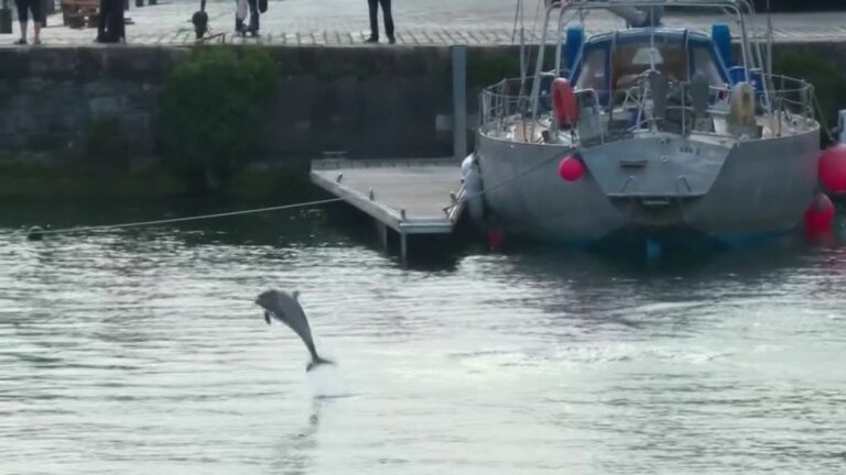 dolphins have settled in the Old Port