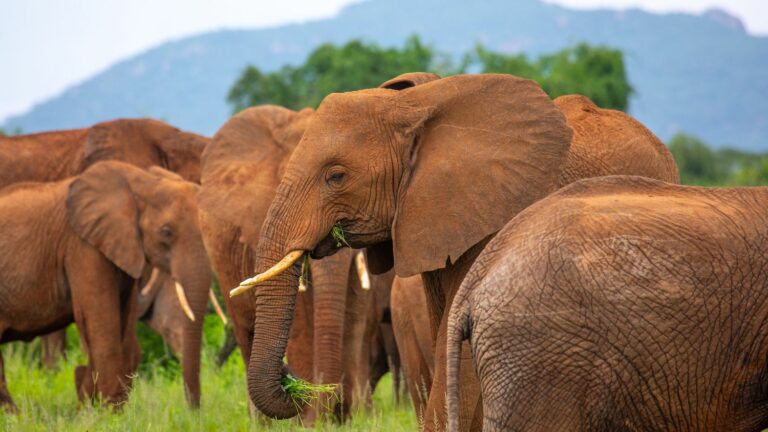 how elephants call each other by giving each other pet names