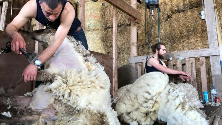 in Allier, breeders are no longer able to sell the fleeces of their animals