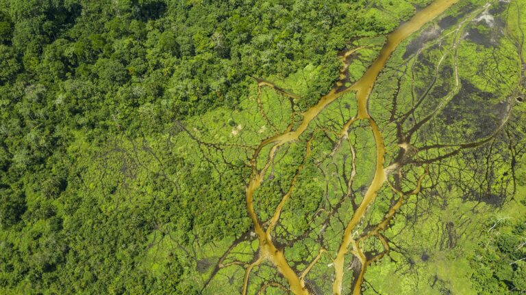 in the Congo Basin, the fight to save a forest less known than the Amazon but vital for the planet