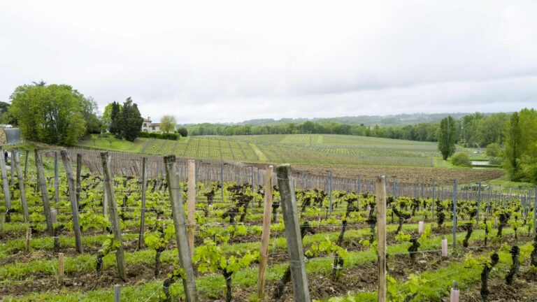 purchasing power, taxation, foreign labor… In the Médoc, winegrowers faced with difficulties and fear of the future