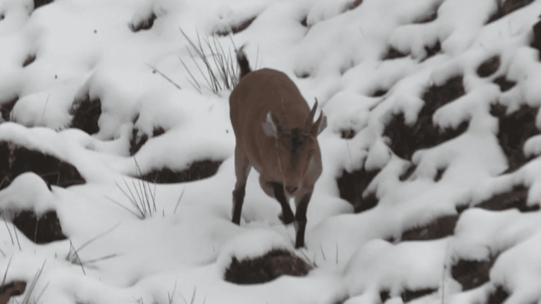 ten years after its reintroduction into the Pyrenees, the Iberian ibex has readapted