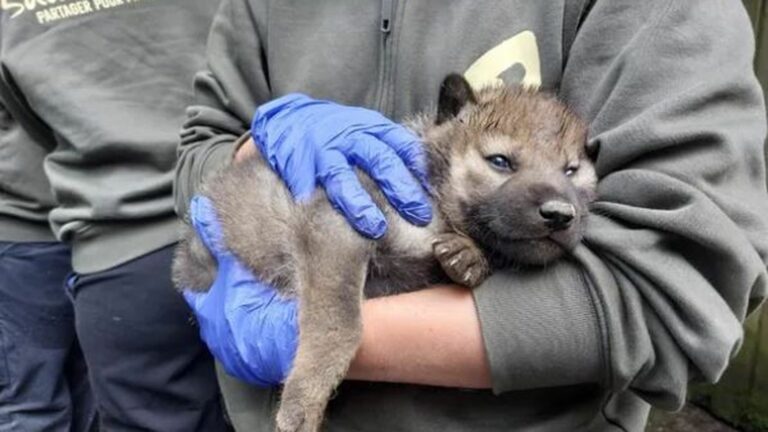 two cubs were born at the Sainte-Croix animal park in Moselle