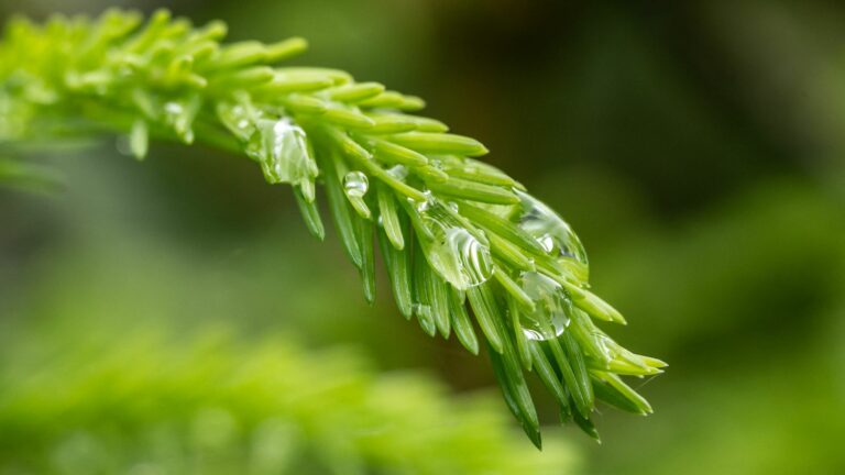 why the rain that has fallen in recent weeks in France is not necessarily good news for our gardens