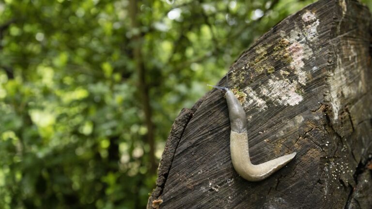 with the rainy spring, slugs invade the gardens!