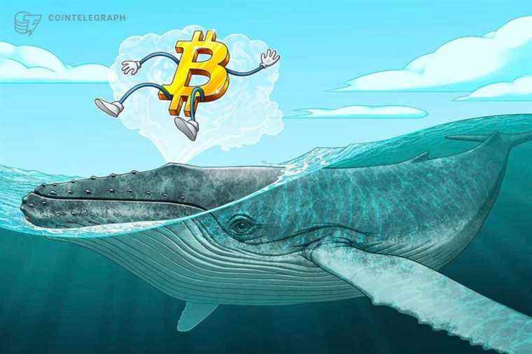 Prix ​​​​du Bitcoin dans l’évasion classique de ‘Bull Pennant’ alors que les baleines BTC continuent d’acheter des frénésie