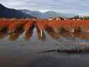 Des bleuets sont submergés par les eaux de crue à Abbotsford.