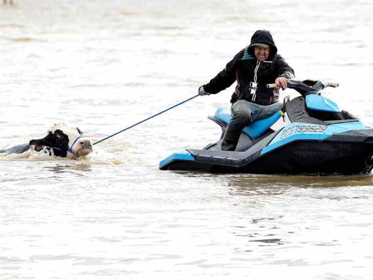 Inondations en Colombie-Britannique: le nombre de morts de bétail atteint 640 000 animaux et continue