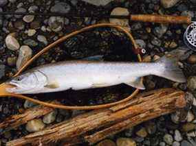 L'insaisissable omble à tête plate de la rivière Athabasca.