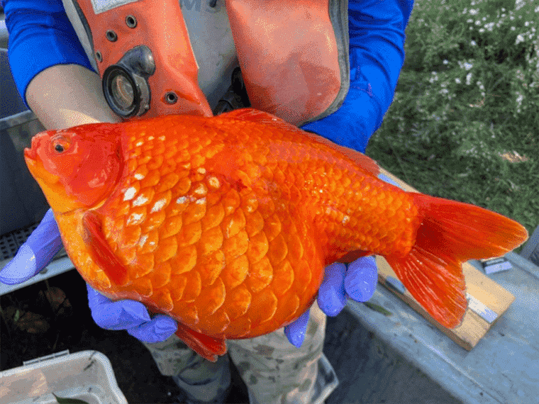 Des photos montrent des poissons rouges ridiculement gros envahissant le port canadien après avoir été relâchés dans la nature