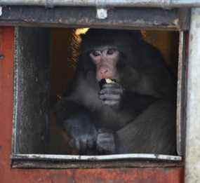 Darwin le singe IKEA célèbre son deuxième anniversaire au Story Book Farm Primate Sanctuary à Sunderland, en Ontario.  le vendredi 12 décembre 2014. FICHIERS DU RÉSEAU POSTMEDIA