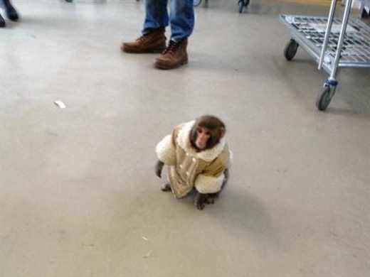 IKEA MONKEY RÉVISÉ : neuf ans après le pandémonium des primates à Toronto