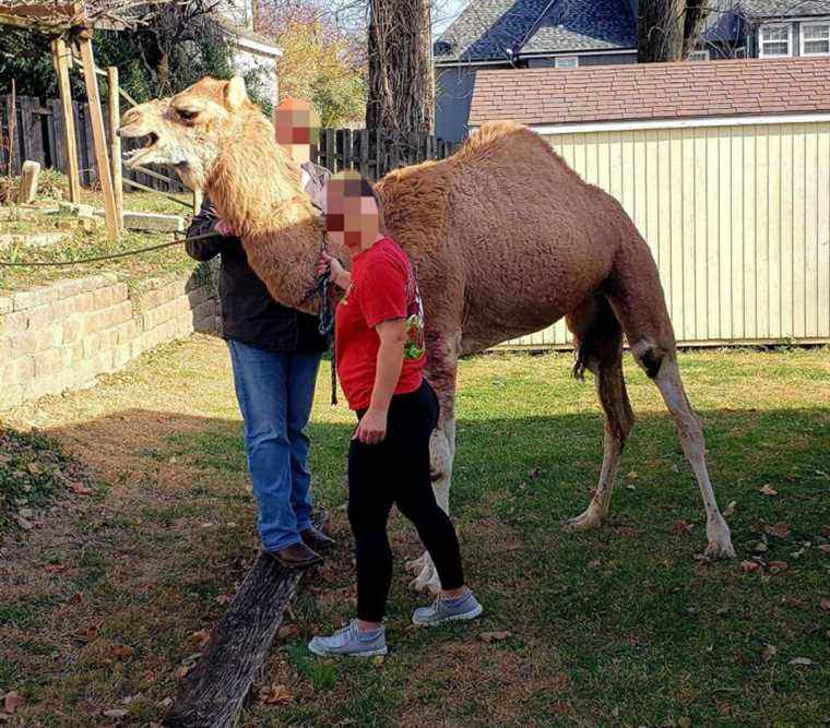 FORREST HUMP : un chameau s’échappe d’une crèche en direct et se déchaîne au Kansas