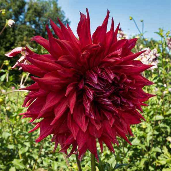 Tubercules de dahlia de Bear Creek Farm