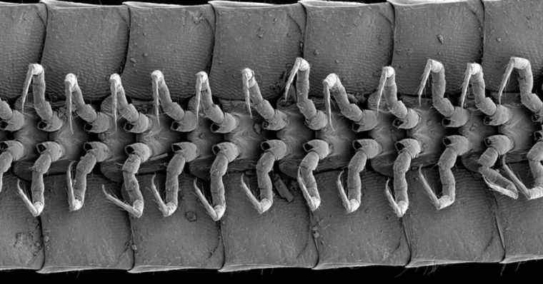Le premier « vrai » mille-pattes avec plus de 1 000 pattes découvert profondément sous la surface de la Terre