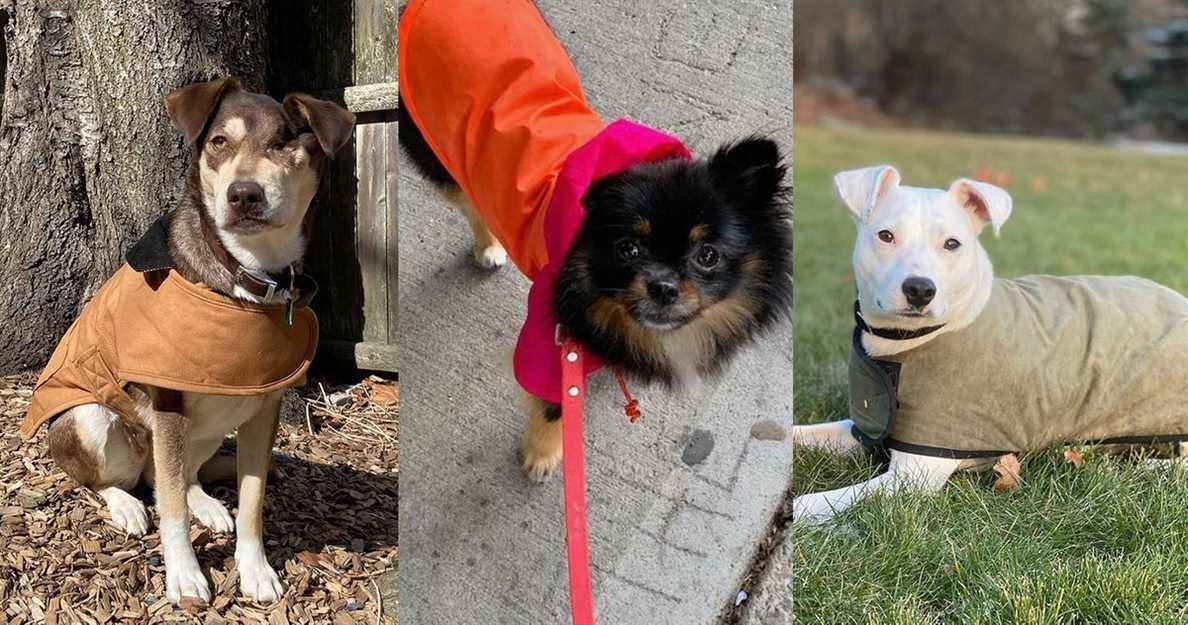 Les meilleures vestes pour chiens, selon les chiens élégants
