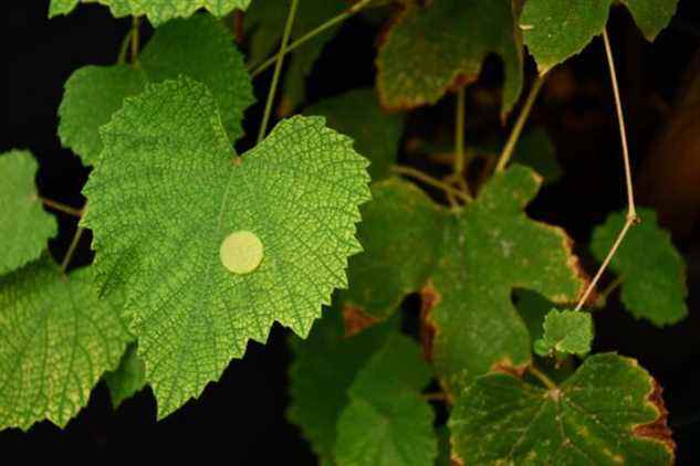 Les micro-crochets ont été conçus pour pénétrer la cuticule des plantes de manière à peine invasive, permettant ainsi de surveiller et de traiter les plantes.  En se fixant à la plante, les micro-crochets d'isomalt peuvent se connecter au système vasculaire de la feuille et, comme l'isomalt est soluble, se dissoudre à l'intérieur. 