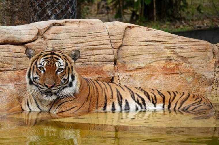 Un tigre menacé d’un zoo de Floride tué après avoir mordu un nettoyant