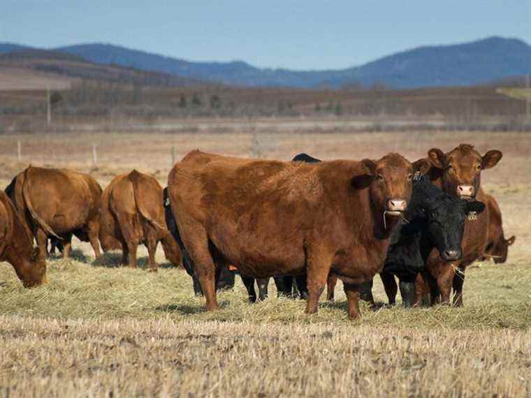 Cas atypique d’ESB découvert chez une vache albertaine;  aucun risque pour les humains, selon la province