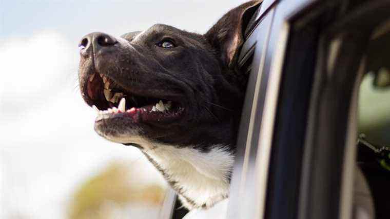 Ce sont vos noms d’animaux de compagnie automobiles préférés