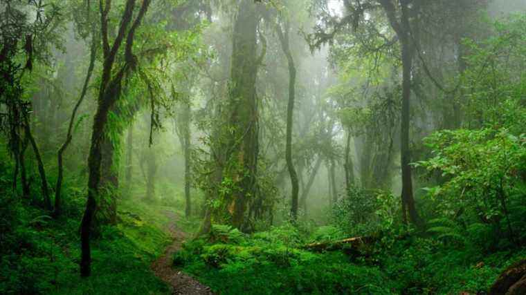 Contempler les 12 choses les plus terrifiantes trouvées dans les forêts tropicales du monde et le désespoir